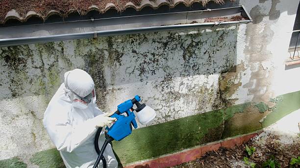 Trusted Mold Remediation service in Blue Point, NY - Cheap Mold Removal
